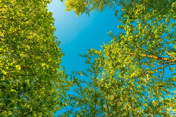 Våren Lövskogen Utsikt Över Trädtopparna — Stockfoto