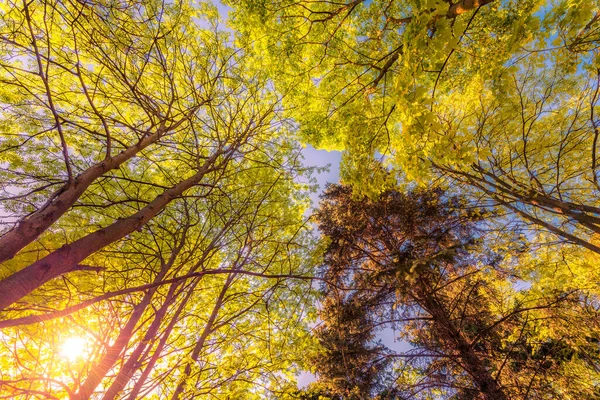 Primavera Floresta Decídua Vista Dos Topos Das Árvores — Fotografia de Stock