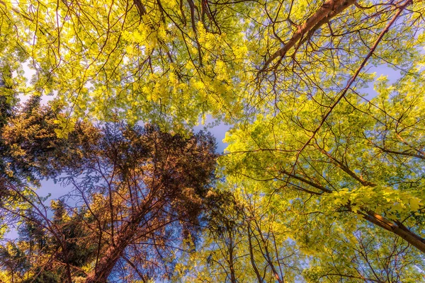 Spring Deciduous Forest View Tops Trees — Stock Photo, Image