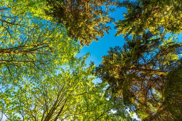 落叶森林里的春天树梢的景色 — 图库照片