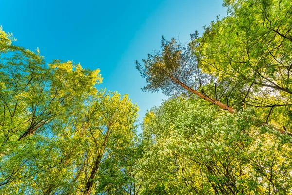 Wiosna Lesie Liściastym Widok Wierzchołki Drzew — Zdjęcie stockowe