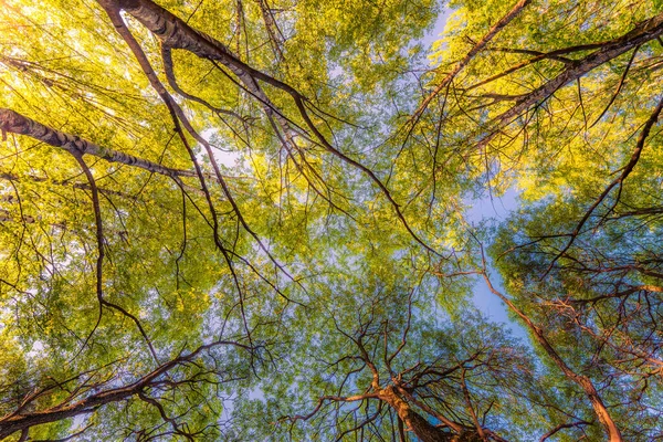 Jaro Opadavém Lese Pohled Vrcholky Stromů — Stock fotografie