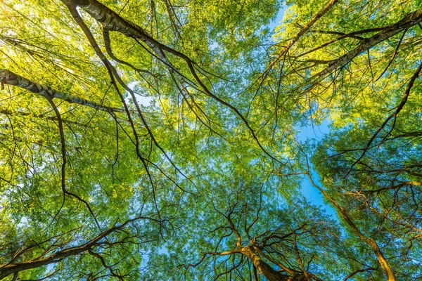 Jaro Opadavém Lese Pohled Vrcholky Stromů — Stock fotografie
