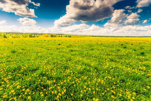 曇りの春の日にタンポポに覆われた森の牧草地 — ストック写真