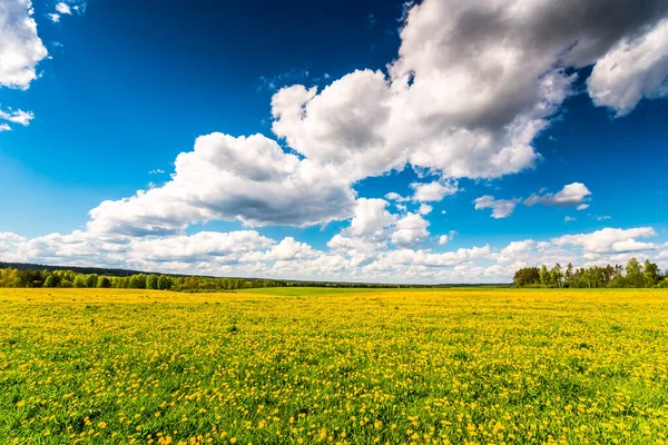 Луг Лісі Вкритий Кульбабами Похмурий Весняний День — стокове фото