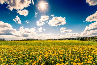 blooming field of dandelions under blue cloudy sky