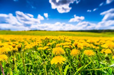 blooming field of dandelions under blue cloudy sky