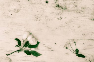 Beyaz çiçekli ve dallı bir kiraz ağacının ıslak dalı