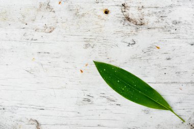 green leaf on wooden table surface