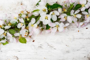 Elma ağacının ıslak dalı Pembe çiçekler ve yeşil yapraklar