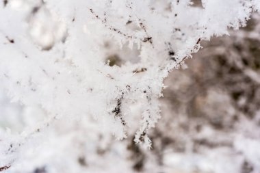 Kar altında ağaç dalları. Yakın çekim görünümü