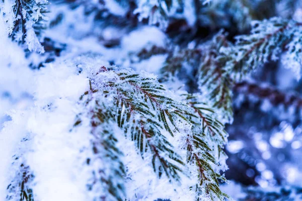 雪のトウヒの枝 クローズアップビュー — ストック写真