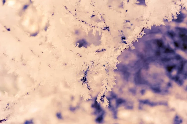 Tree Branches Snow Close View — Stock Photo, Image