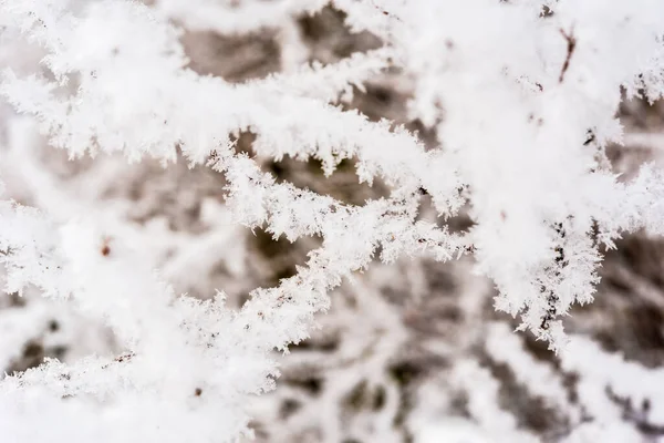 Ramas Árboles Bajo Nieve Vista Primer Plano —  Fotos de Stock