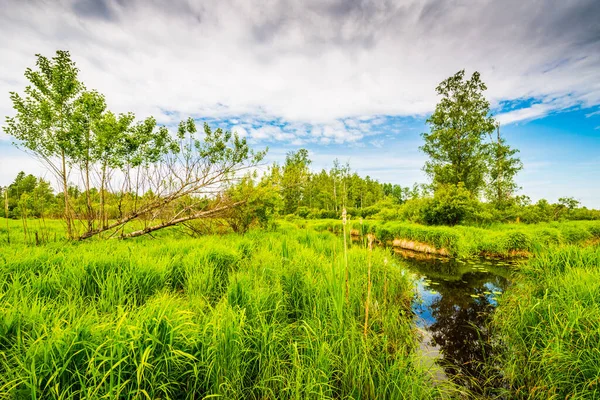 Swampy creek in the woods