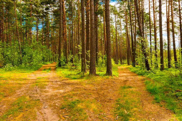 Fork in the road in a pine forest