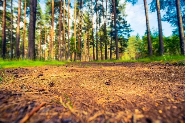 Strada Nella Pineta Estiva Vista Dal Livello Della Strada — Foto Stock