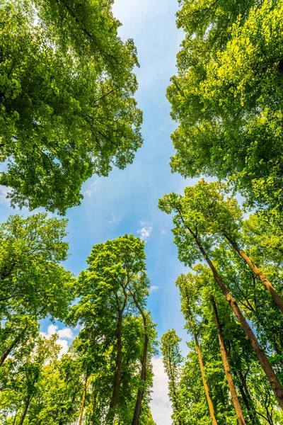 Crown Trees Park — Stock Photo, Image