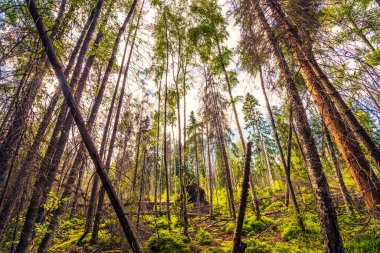 Antik orman ağaçları