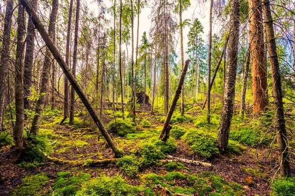 Gli Antichi Alberi Della Foresta — Foto Stock