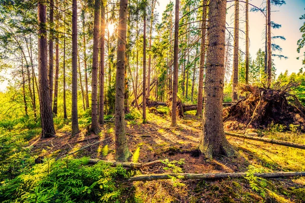 Słońce Starożytnym Lesie — Zdjęcie stockowe