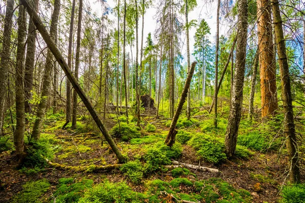 Gli Antichi Alberi Della Foresta — Foto Stock