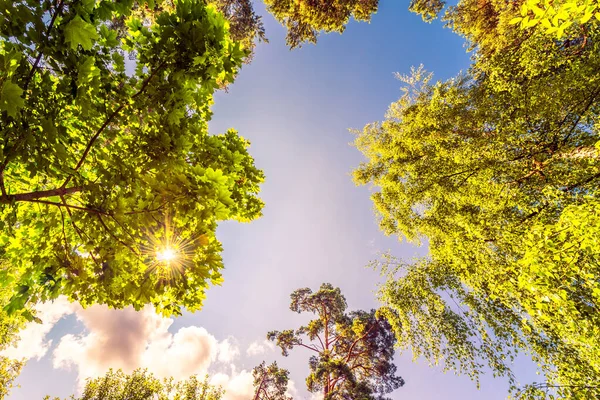 Odrůda Koruny Stromů Lese Proti Modré Obloze — Stock fotografie