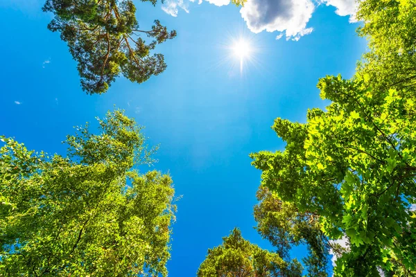 Variedad Coronas Los Árboles Bosque Contra Cielo Azul —  Fotos de Stock