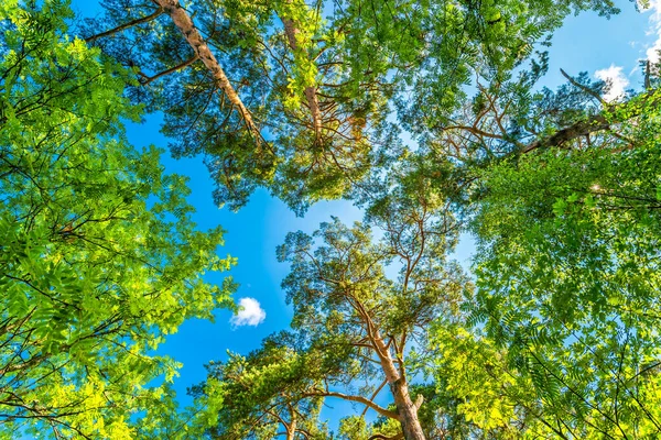 Variety Crowns Trees Forest Blue Sky — Stock Photo, Image