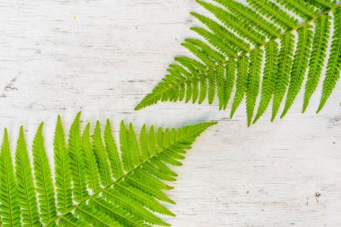 Eski ahşap masada iki eğreltiotu yaprağı karşı karşıya.