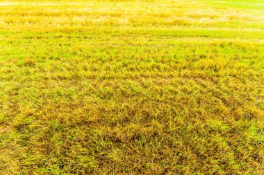 Yazın hasat üstüne hasat.