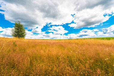 Tarlada yapayalnız ağaç