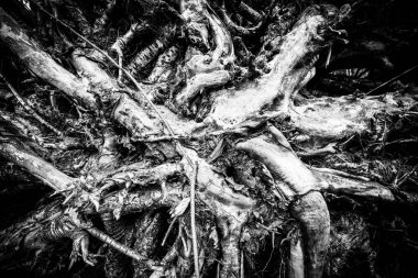 Devrilmiş ağacın kökleri