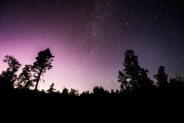 Ormanın silueti Gece gökyüzünde