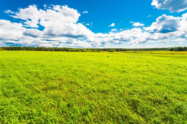 Cumulus Nuages Sur Champ Vallonné Ensoleillé Dans Forêt — Photo