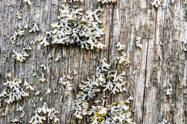 Düğümlü ve çatallı eski ahşap, yakın görüş