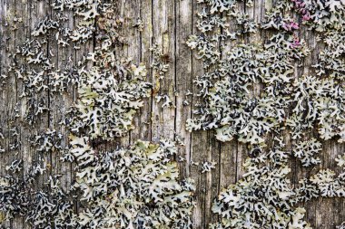 Eski kırık ahşap, yakın görüş.