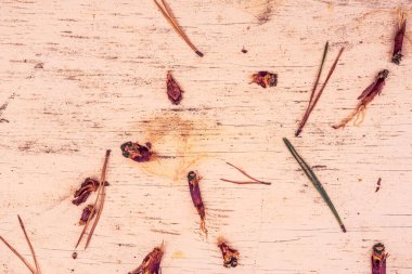 İğneler ve çam kozalakları eski ahşap masada.