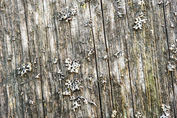 Old cracked wood with knots and cracks, close up view