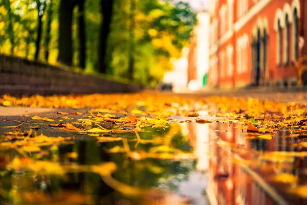 Herbst Der Stadt Pfütze Der Gasse Mit Laub Übersät — Stockfoto