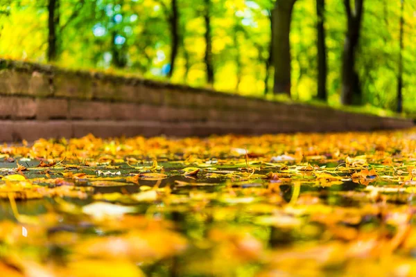 Autunno Città Pozzanghera Nel Vicolo Del Parco Disseminata Caduti — Foto Stock