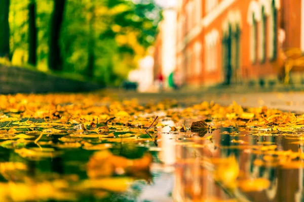 Autumn City Puddle Alley Strewn Fallen Leave — 图库照片