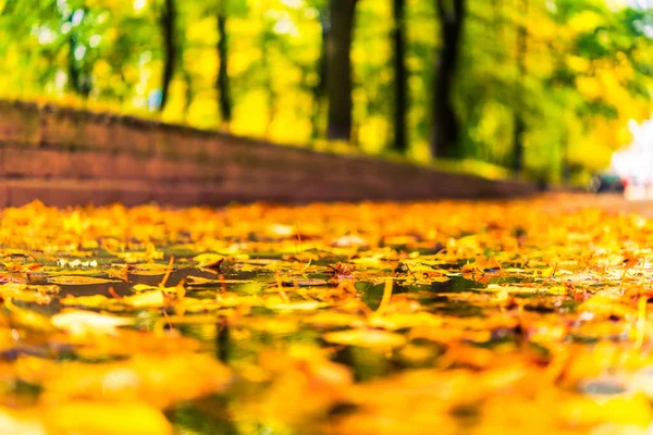 Herbst Der Stadt Pfütze Der Parkallee Mit Umgestürzten Bäumen Übersät — Stockfoto