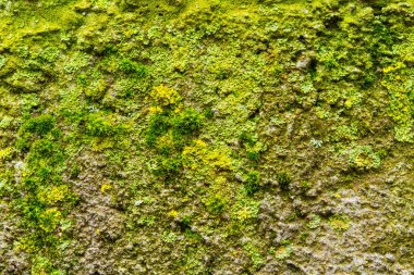 Yosun ve liken eski beton bir duvara yakın.