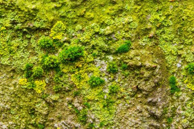 Yosun ve liken eski beton bir duvara yakın.