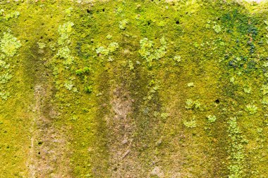 Yosun ve liken eski beton bir duvara yakın.