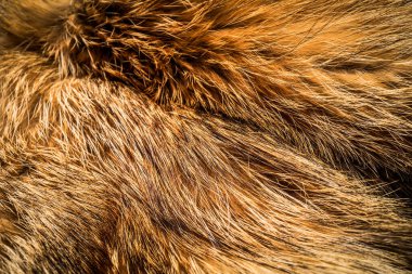 Kürk yakın görünüm