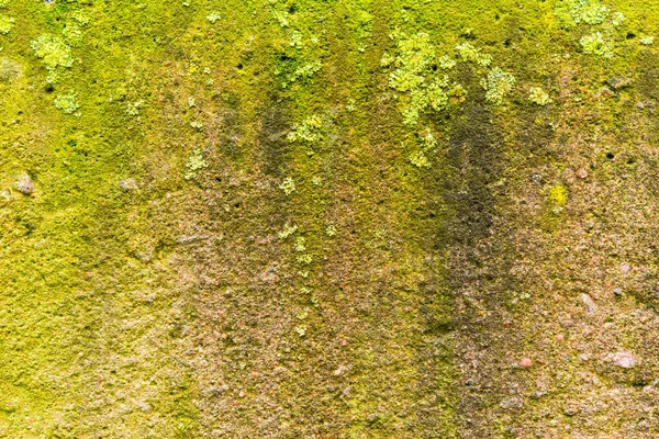 Moss Lichen Close Old Concrete Wall — 图库照片