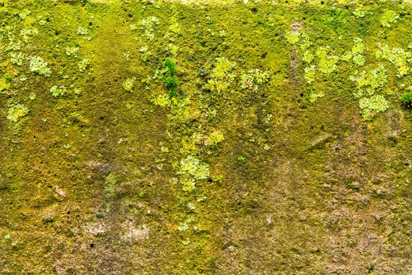 Moss Lišejník Zblízka Staré Betonové Zdi — Stock fotografie