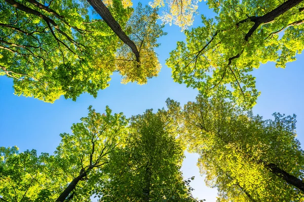 Parktaki sonbahar ağaçlarının tacı